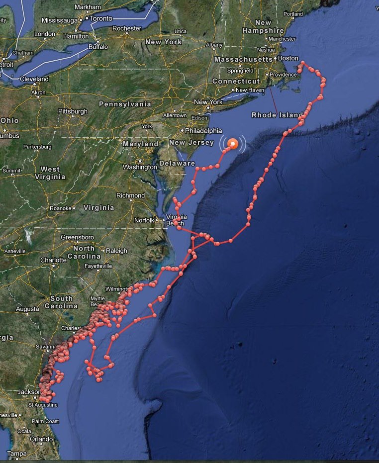 Great White Shark’s Online Track Captivating Many | Shorebread