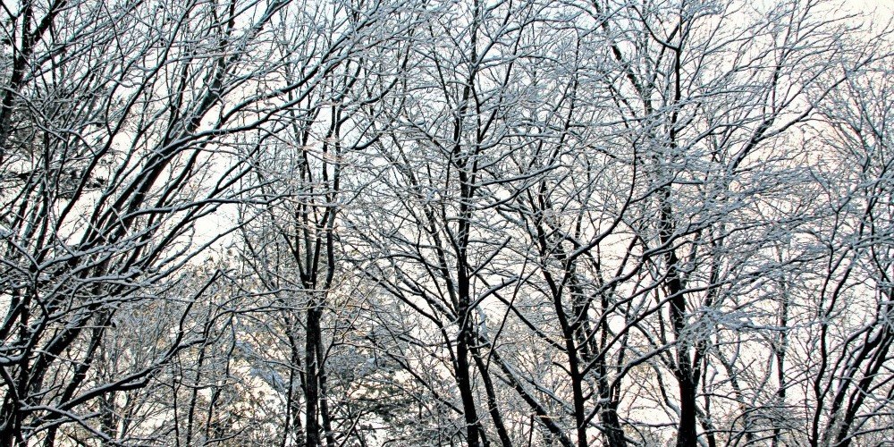 How to Care for Trees in the Winter - Ocean Pines, MD