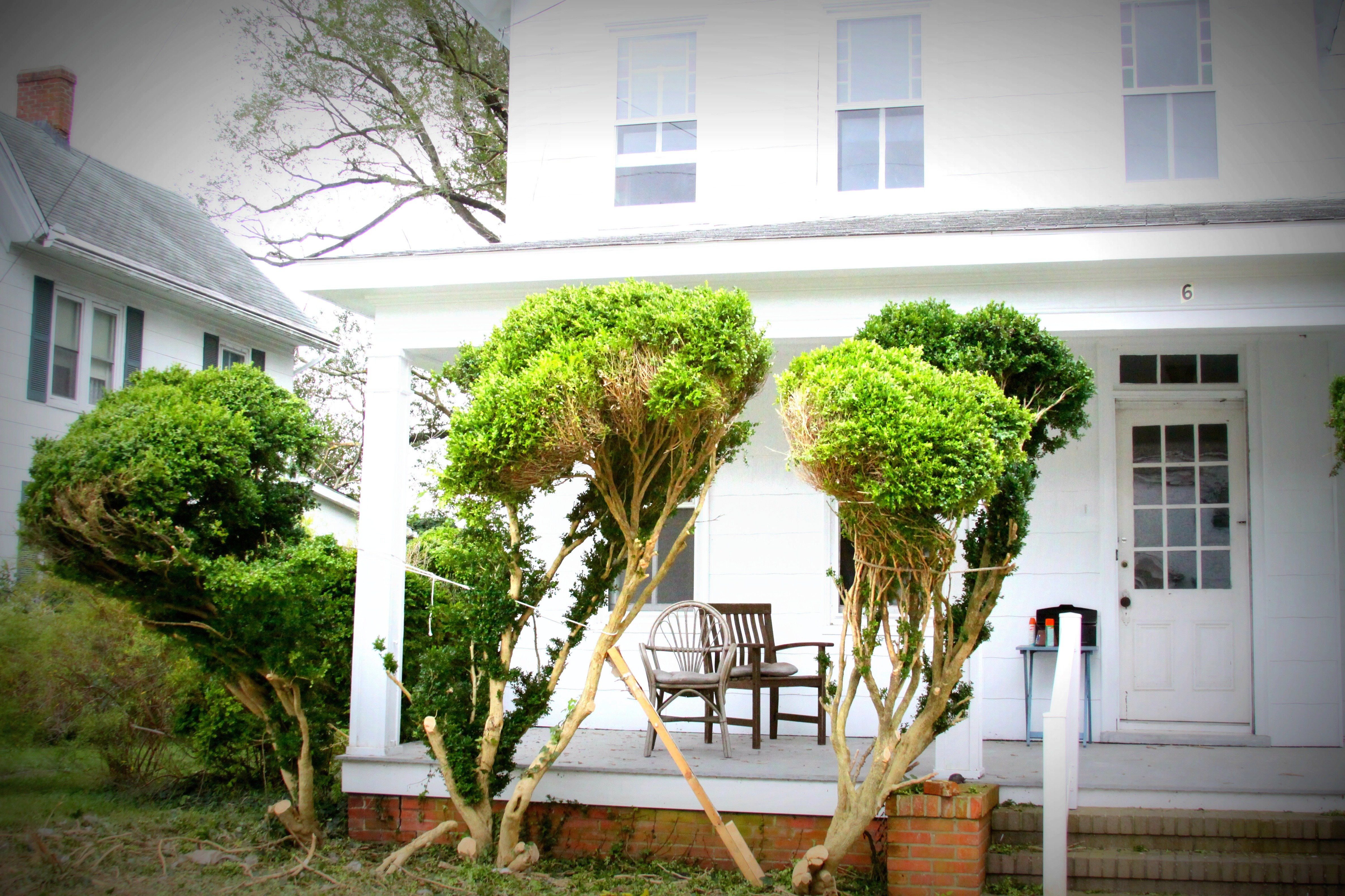 Renewing The English Boxwoods The Humphreys House Shorebread