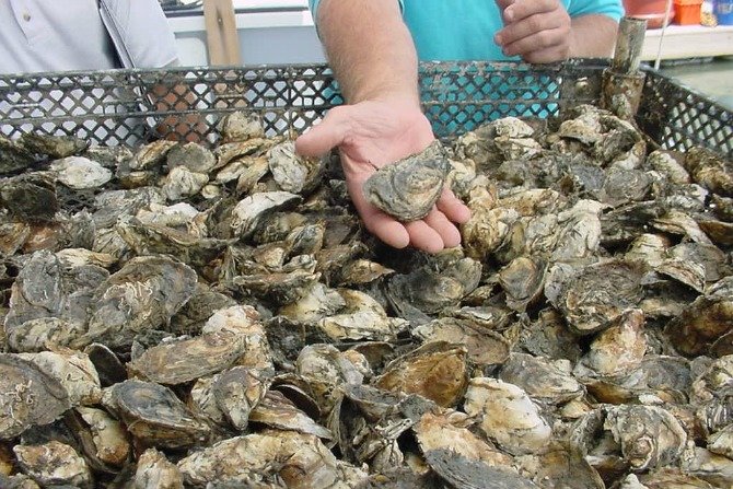 Oyster Shells, U.S. Army Corps of Engineers.