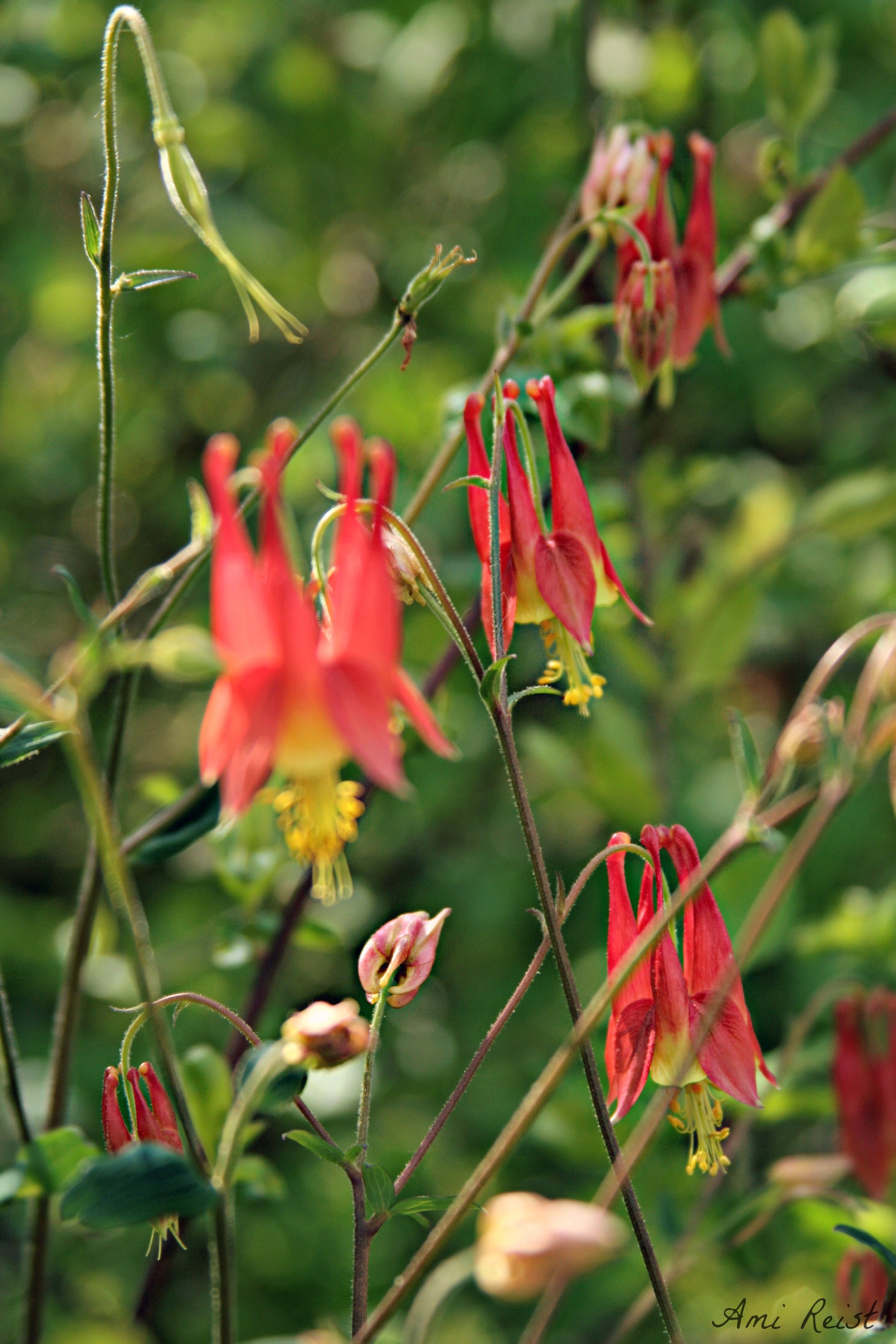 Wild Columbine flower, Aquilegia, MD Native Flower Plant, Ami Reist ...