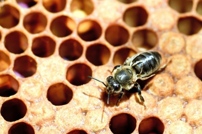 Bee with deformed wing from Varroa mite