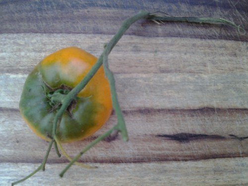 tomato closeup