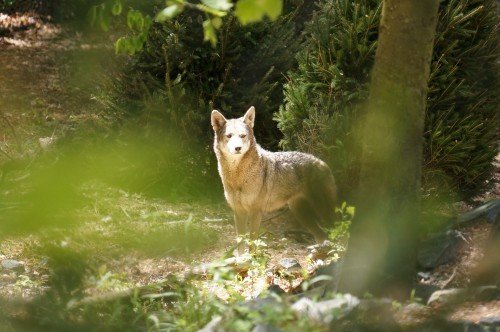 Salisbury Zoo Red Wolf