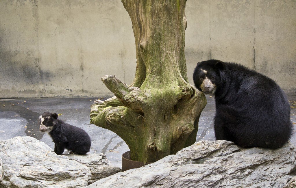 Salisbury Zoo Launches the 'Bury Bear Project for Local Andean Bear ...