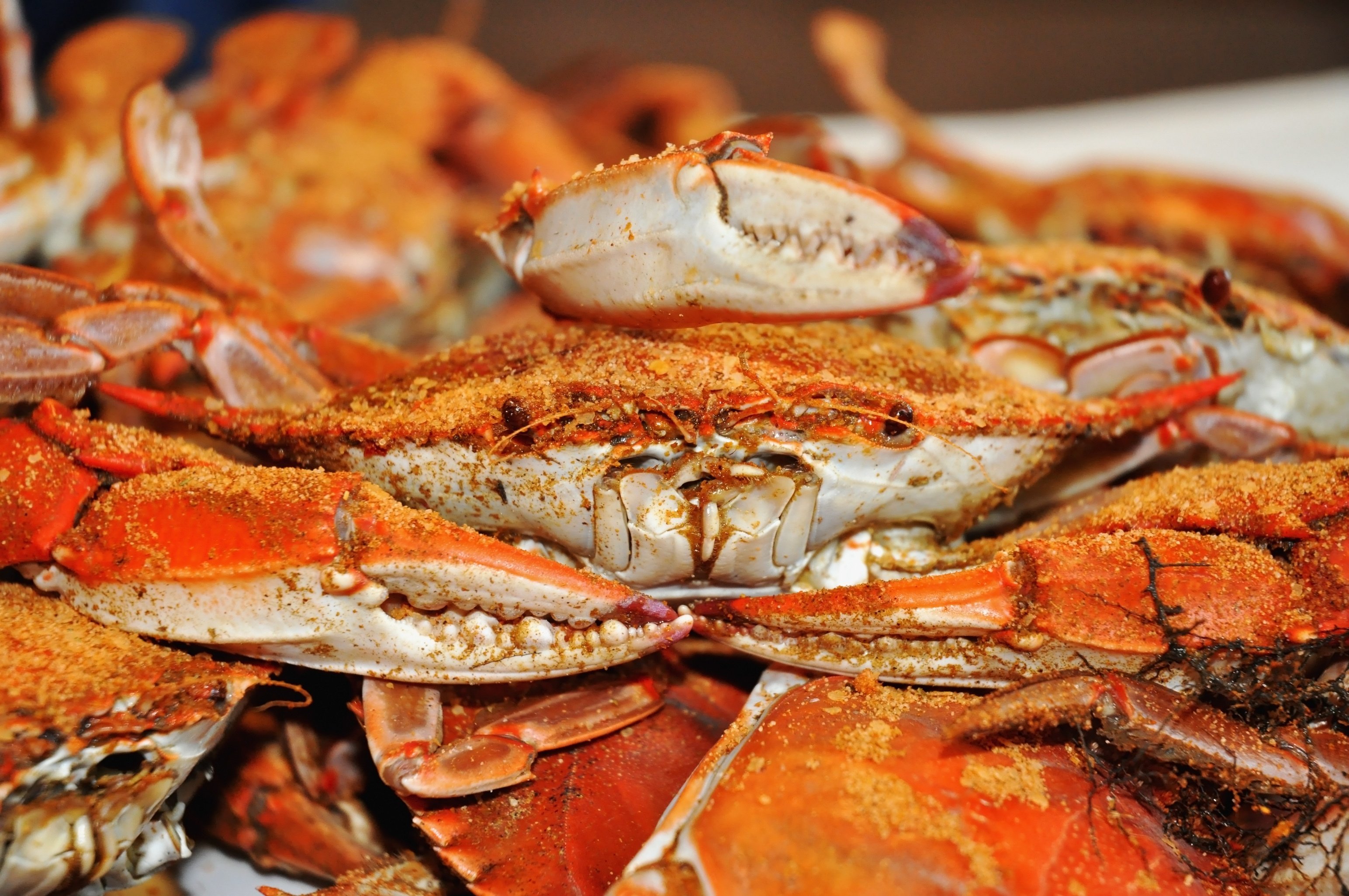 Crabs Tallahassee