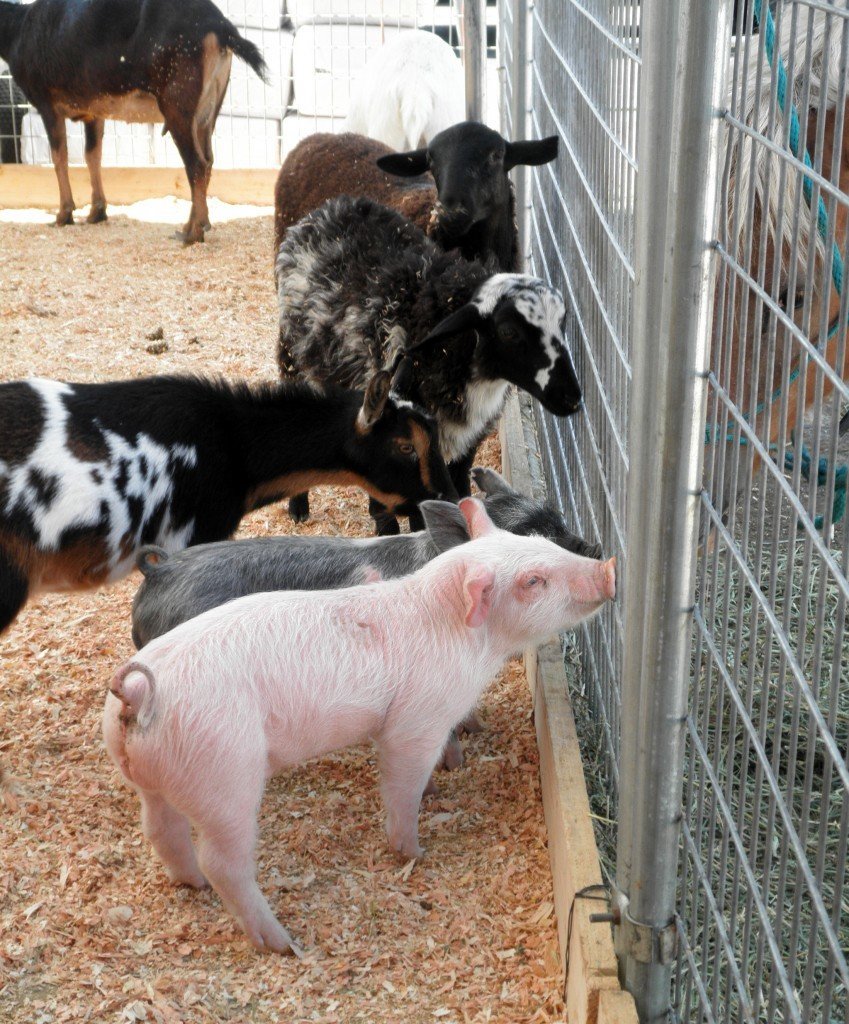 County Fair Celebrates 79 Years of Fair Traditions August 14