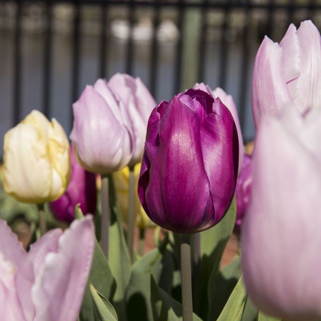 Enjoying the Lewes Tulip Festival Shorebread