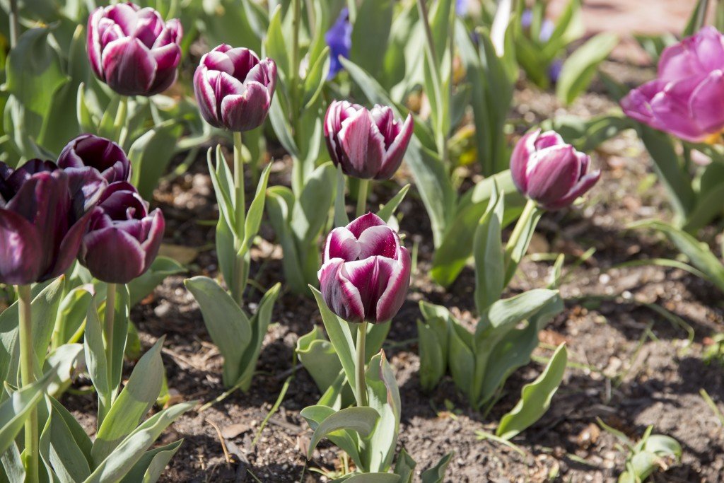 Lewes Tulip Festival ShoreBread Eastern Shore Lifestyle Magazine