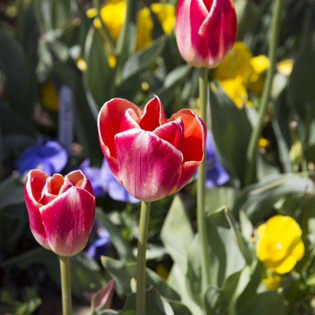 Enjoying the Lewes Tulip Festival Shorebread