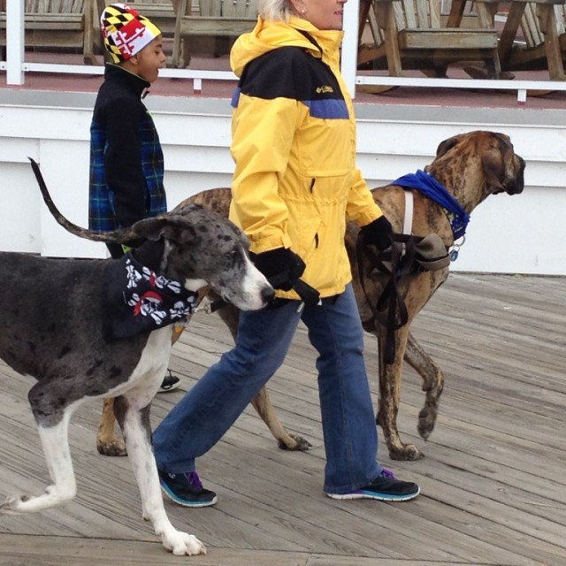 Boardwalkin' for Pets Returns to Ocean City on April 23 Shorebread