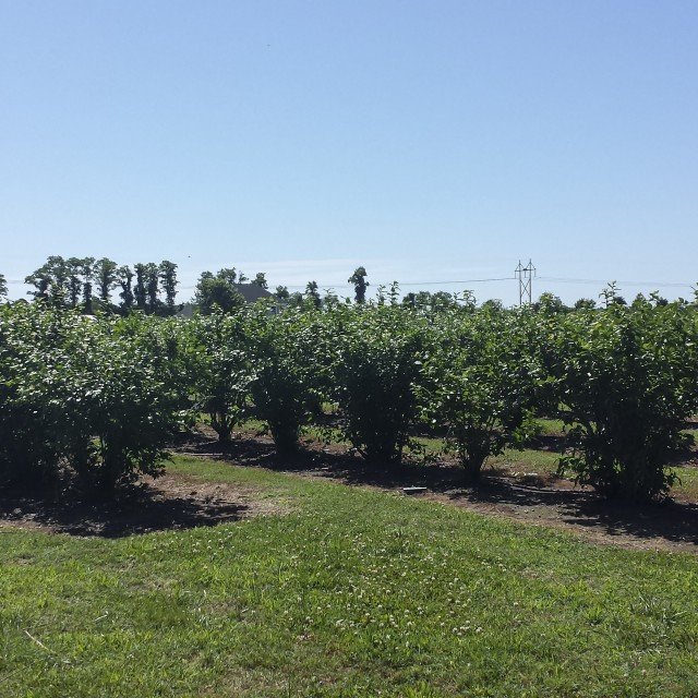 Blueberry Picking at Garden of Eden Orchards Shorebread