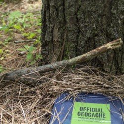 Geocache By a Tree Covered with Pine Needles