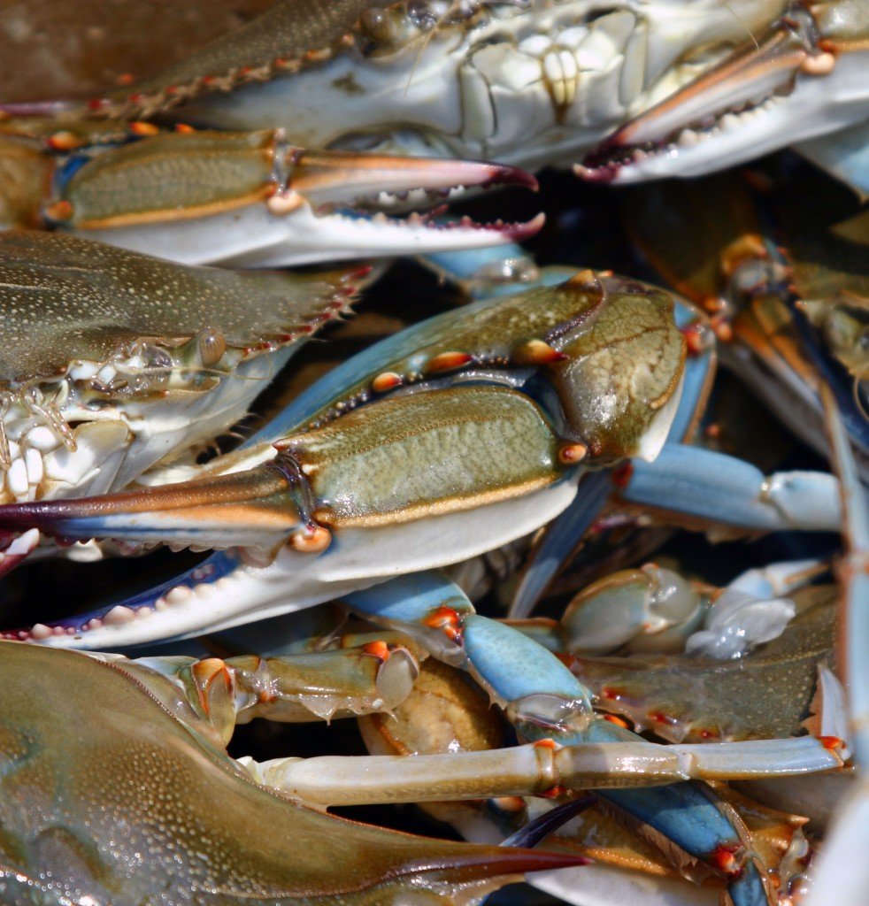 The Blue Crab Population is Rebounding, but Numbers Still Below Target