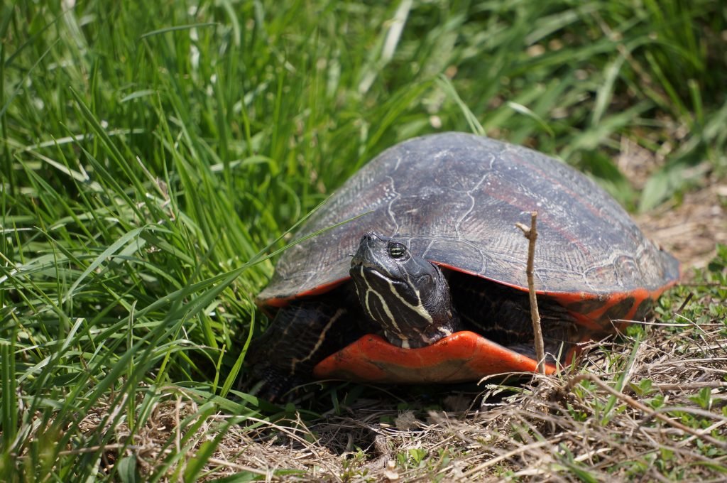 Blackwater National Wildlife Refuge Cambridge005 | ShoreBread Eastern ...