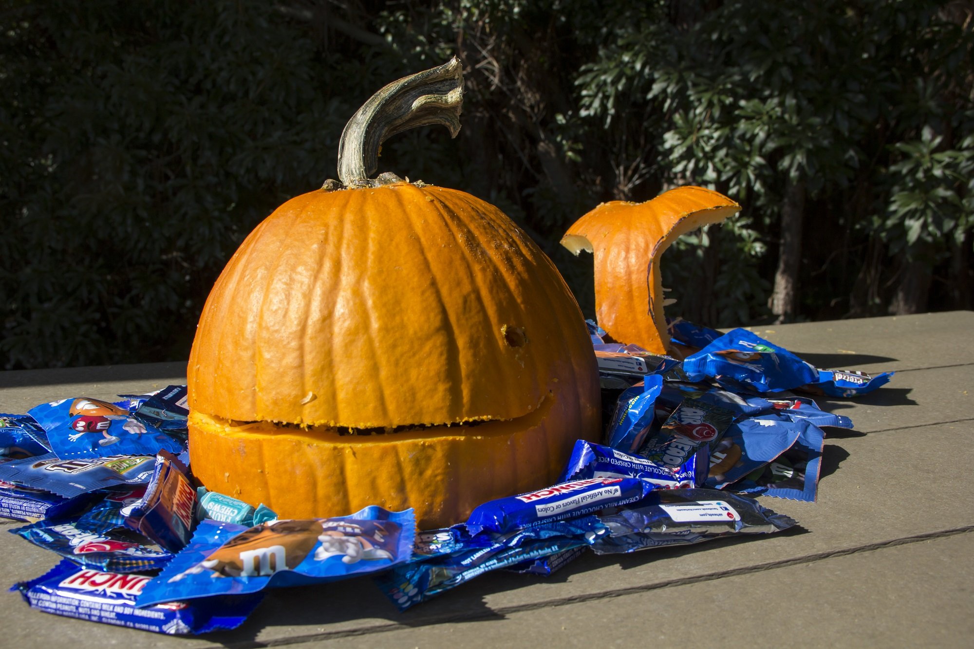 How to Carve a Whale Pumpkin | Shorebread