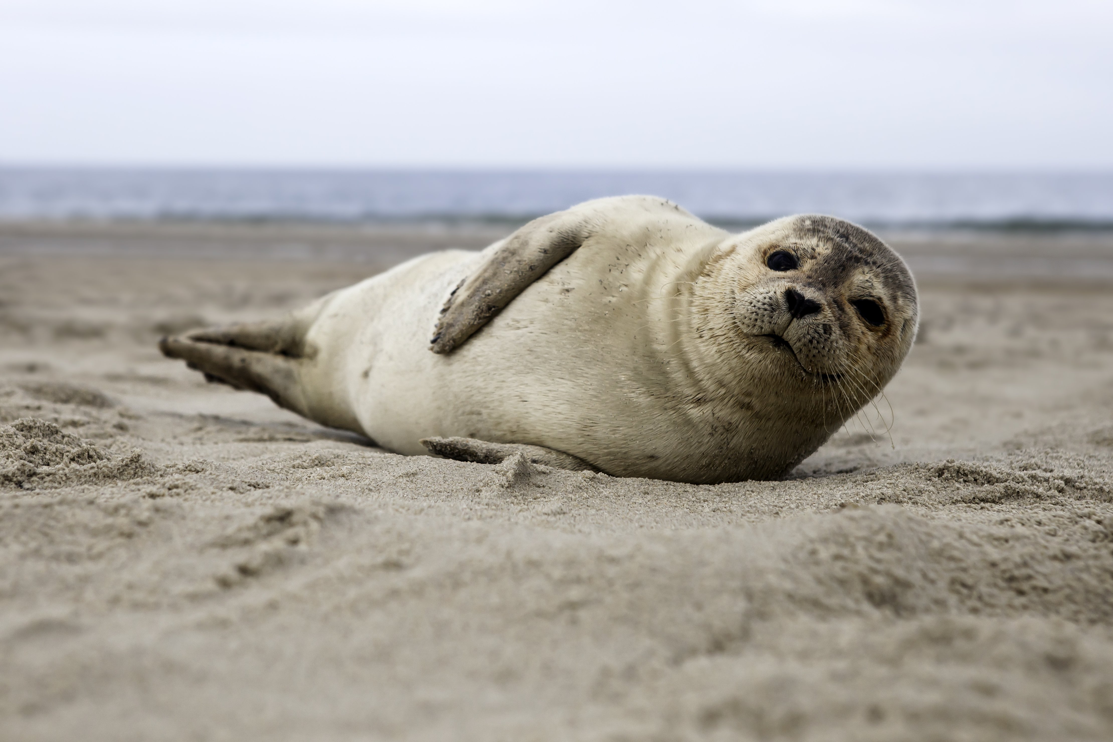 Seals on the Beach at Cape Henlopen Shorebread