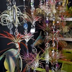 wind chimes made of air plants