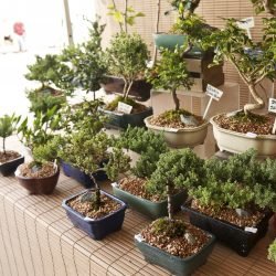 Bonsai trees for sale