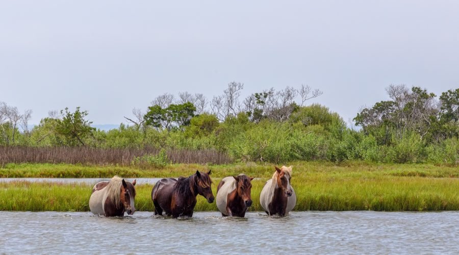 wild horses crossing river at assateague island