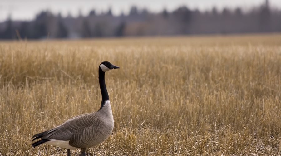 Canadian Goose in Field
