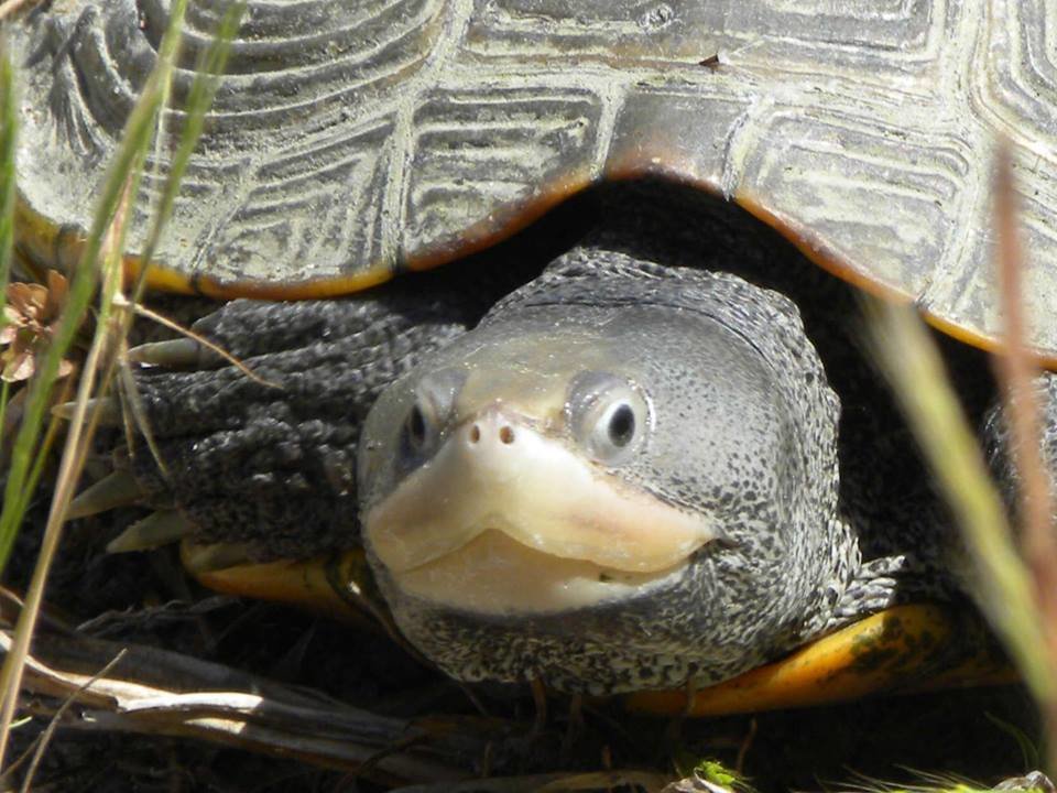 MCBP Seeking Volunteers for Terrapin Turtle Count | ShoreBread