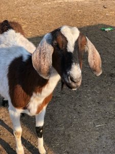 Brown and White Goat at Sturgis Park