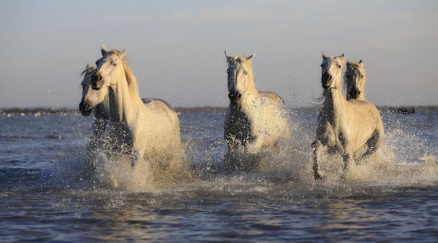 White Ponies Racing Through Water