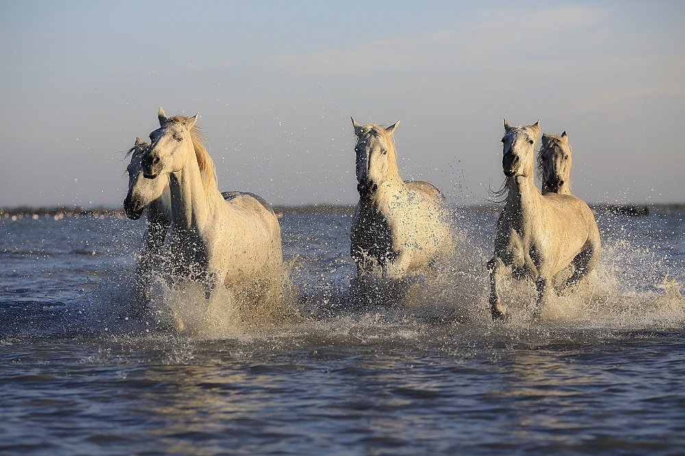 White Ponies Racing Through Water