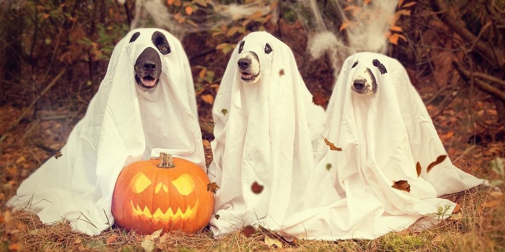 three dogs in costumes with pumpkin