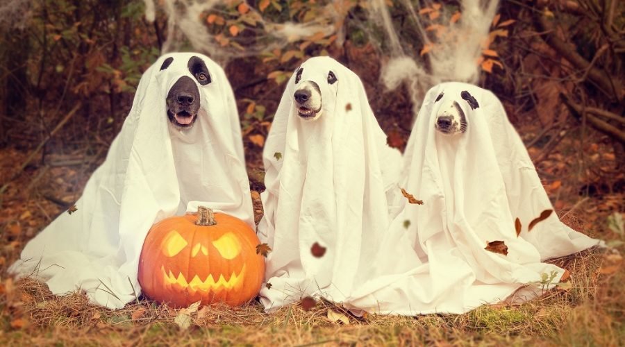 three dogs in costumes with pumpkin