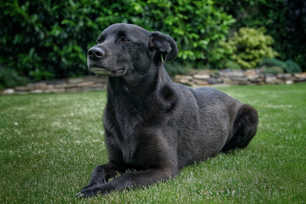 The Legend Of The Black Dog Shorebread