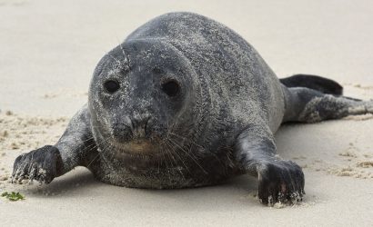 baby gray seal on a sandy beach