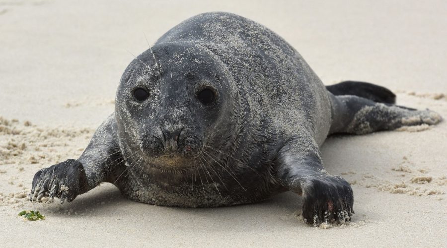 baby gray seal on a sandy beach