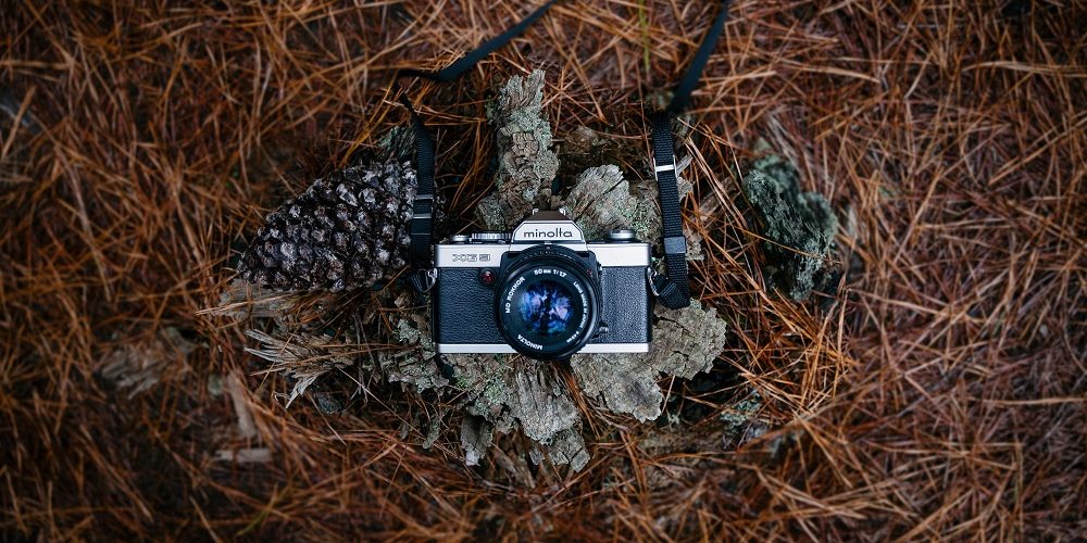 vintage camera set on a tree stump surrounded by pine needles