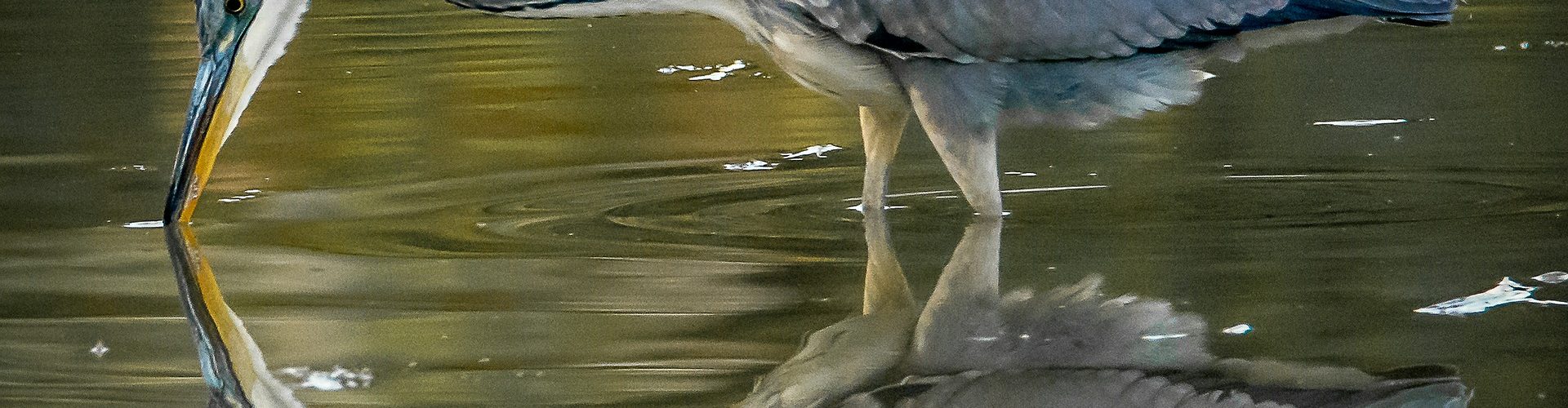 Blue Heron pic